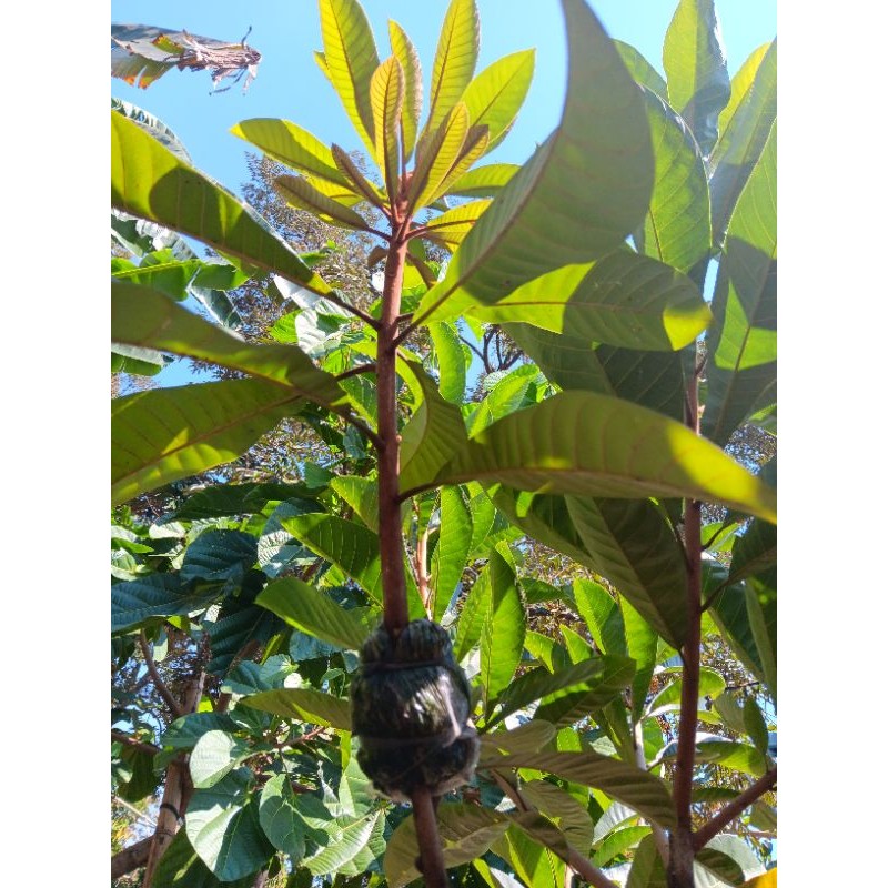 mamey sapote espeda ( potong cangkok )
