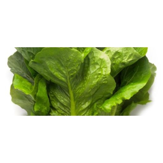 1000 Seed - Benih Romaine Us Rijk Zwaan