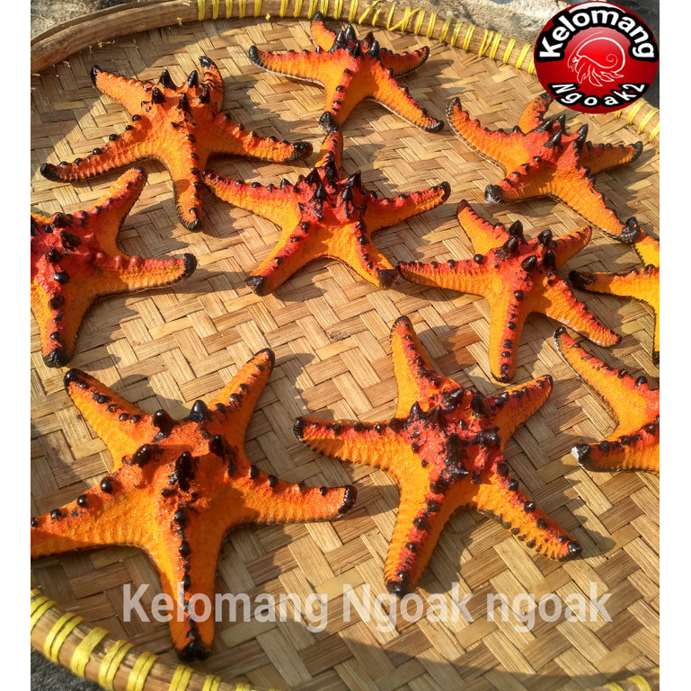 

Terlaris Bintang Laut Jendral Mix Warna SALE