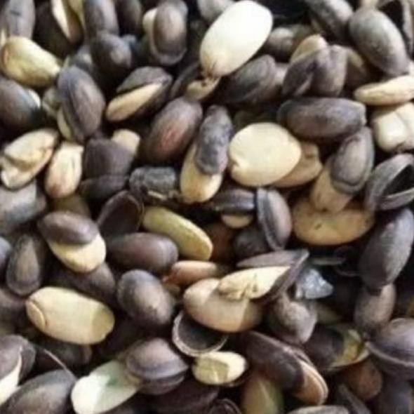 

Biji Kedaung Matang 500 Gram