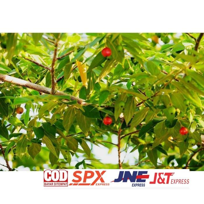 

Premium Daun Segar Cherry Kersen Talok 100 Gram Herbal Kesehatan Tubuh Daun Herbal Kering