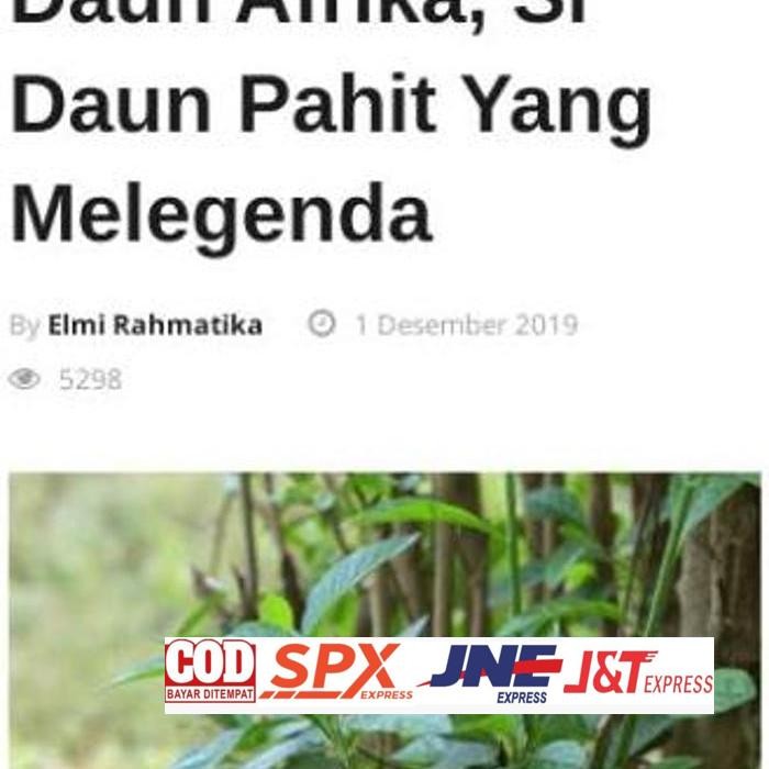 

Free Ongkir Daun Afrika Segar Obat Herbal Teh Cina Daun Herbal