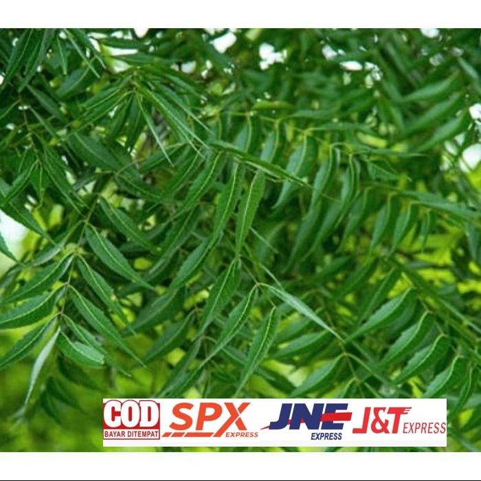 

Premium Terbaik Herbal Daun Mimba Segar 1Kg Daun Herbal