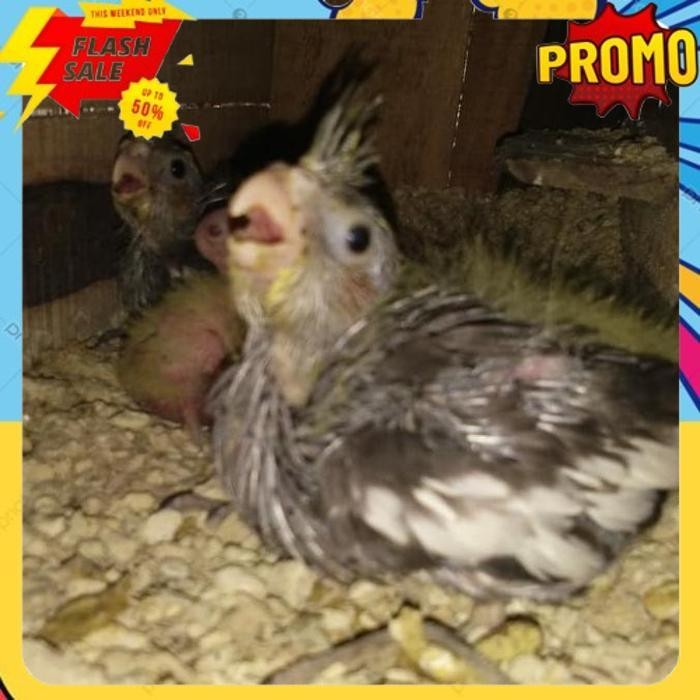 

PROMO FALK PIED GREY BABY LAPAKHOBITANAMAN