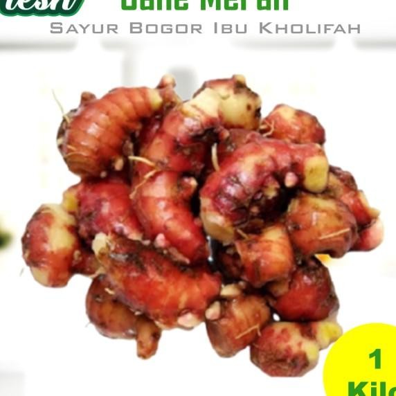 

Jahe Merah Segar 1Kg