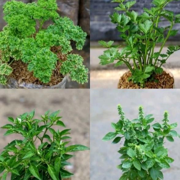 

Paket Hemat!!! 4 Jenis Tamaman Sayur (Parsley | Seledri | Cabe Rawit |