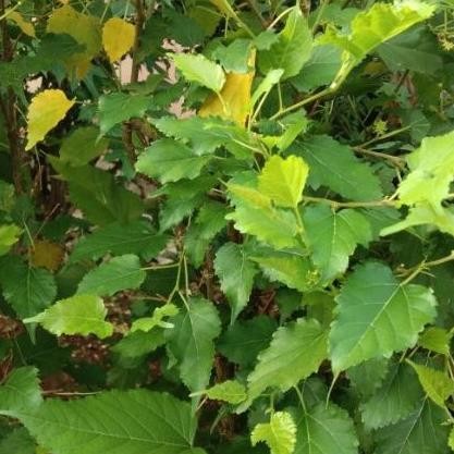 

Dapatkan Kualitas Tertinggi Daun Murbei Segar Organik Pohon Mulberry 200 Gram Daun Herbal Aman Terbaik