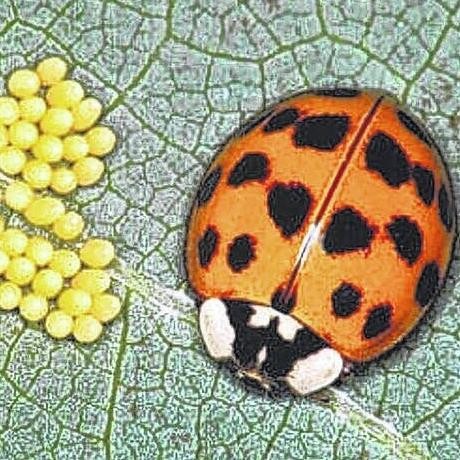 Kumbang Koksi (Ladybug)/kumbang kupik