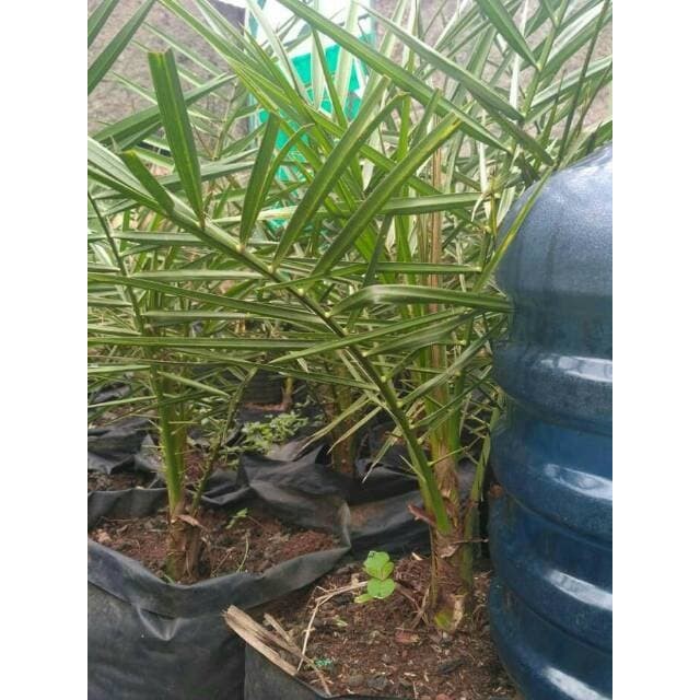 ris Pohon kurma ajwa ( bibit pohon kurma ) umur 3 tahun