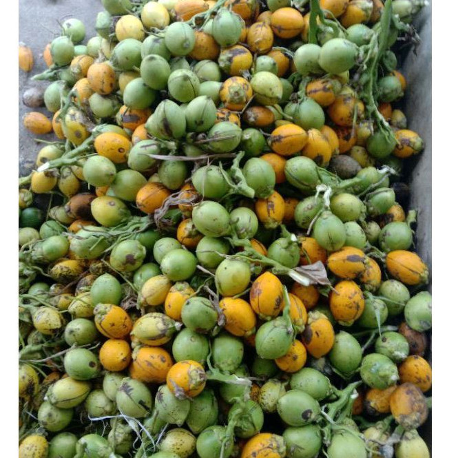 

Buah pinang tua segar fresh 500gm