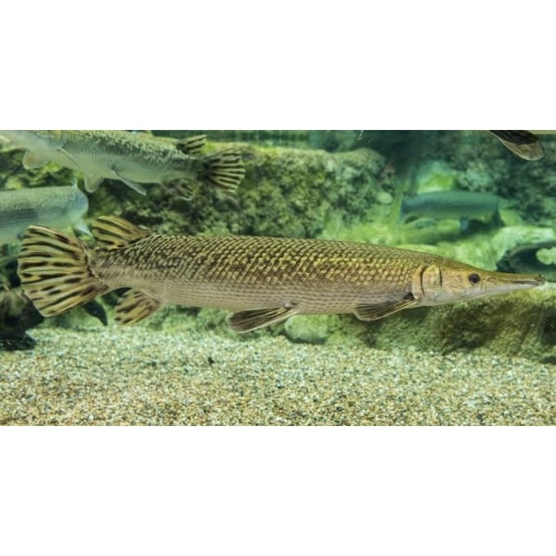 

Kardus isi ALIGATOR SPATTULA GERIGI DURIAN ZISE 15cm