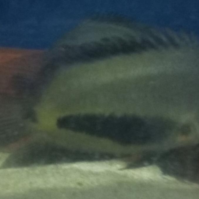 Masih Uaru Cichlid Jumbo / Uaru Cichlid