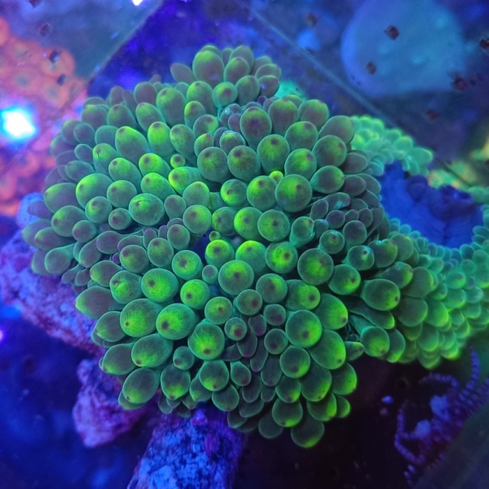 ANEMON JAGUNG HIJAU METALIK BUBBLE ANEMON CORAL AQUARIUM LAUT
