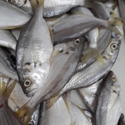 

Ikan kapas kapas segar ukuran 1 kilogram