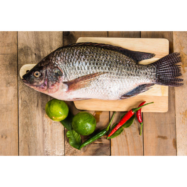 

Ikan kakap jenaha ukuran 500 gram