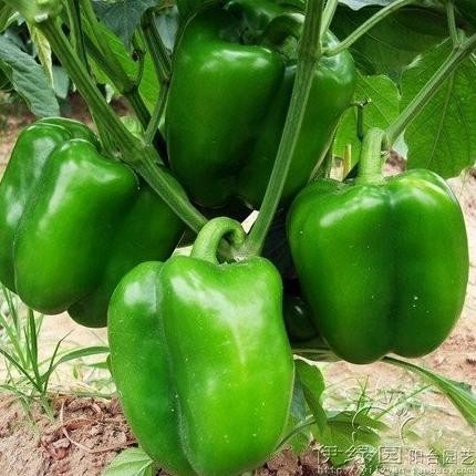 Bibit Tanaman Hidup PAPRIKA BERBUAH - Tanaman Buah Paprika MMU