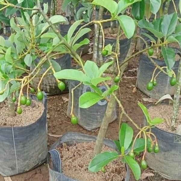 Bibit Buah Alpukat Sudah Berbuah / Sudah Berbunga - Bibit Premium MMU