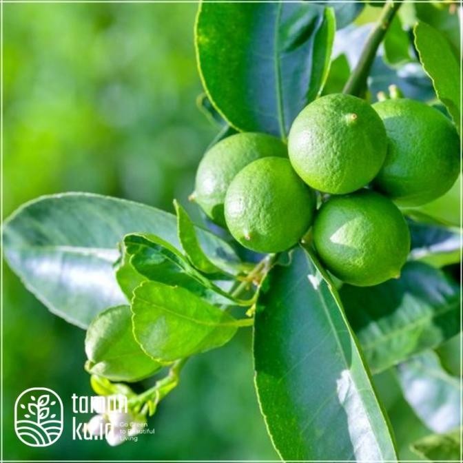 

Bibit Tanaman Buah Jeruk Limo / Jeruk Sambal / Jeruk Lim Ber MMU