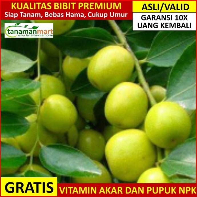 Bibit Bidara Asli Bergaransi, Pohon Buah Bidara Arab MMU