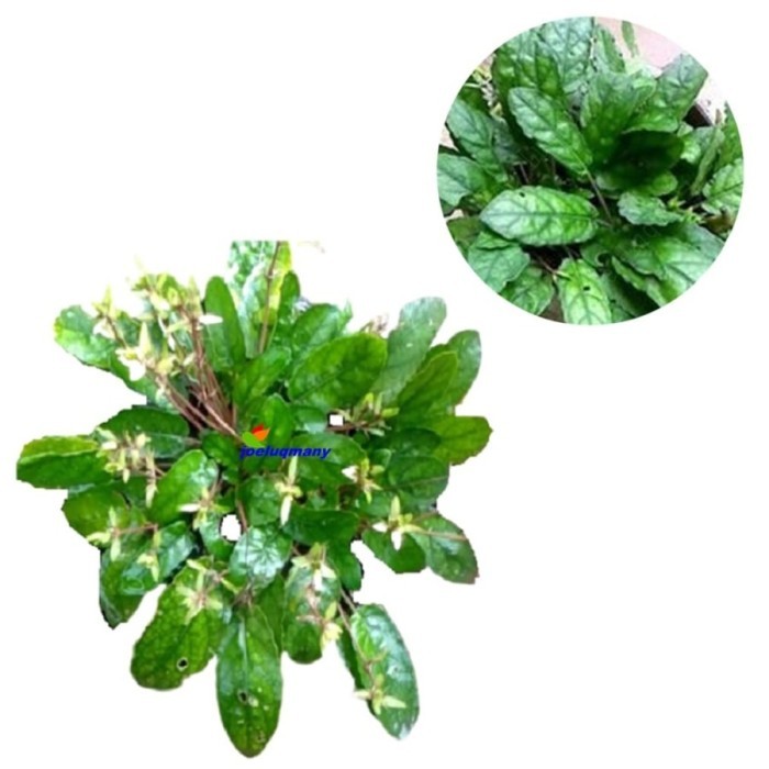 

DAUN KEJI BELING/ GEMPUR BATU SEGAR COD