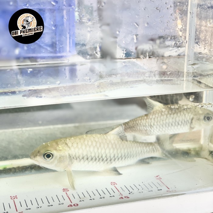 Phoenix barb 15-18 cm grosiran jumbo