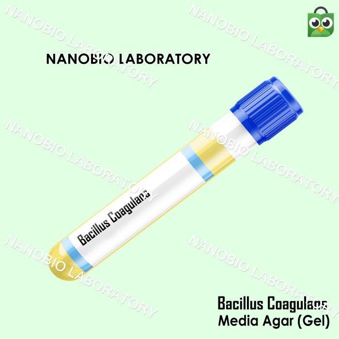 Isolat Culture Mikroba Bacillus coagulans Media Gel /Cair