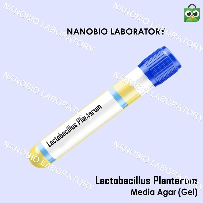 Isolat Culture Mikroba Lactobacillus plantarum Media Gel