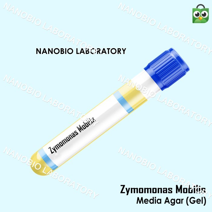 Isolat Culture Zymomonas mobilis Media Gel Agar