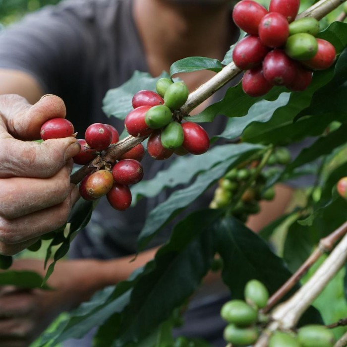 

Arabica Green Beans - Mexico Finca Guadalupe Zaju Natural Terbaik