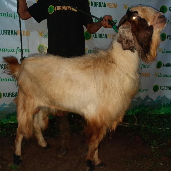 

Kambing Domba Kurban Qurban Murah Kurbanpedia