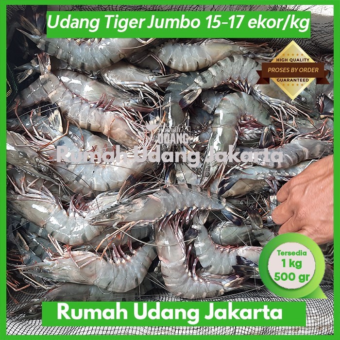 

Udang Windu Jumbo Size 15, 1 Kg(15 Ekor/Kg) /Udang Pancet Besar Segar