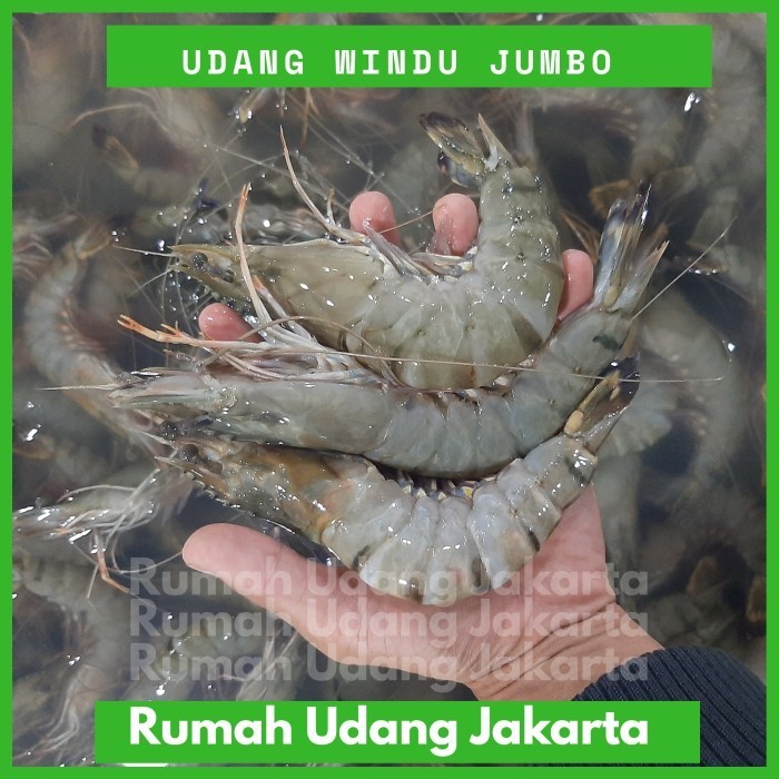 

Grosir Udang Jumbo Segar 1 Kg Ak 25/ Udang Pancet /Udang Windu