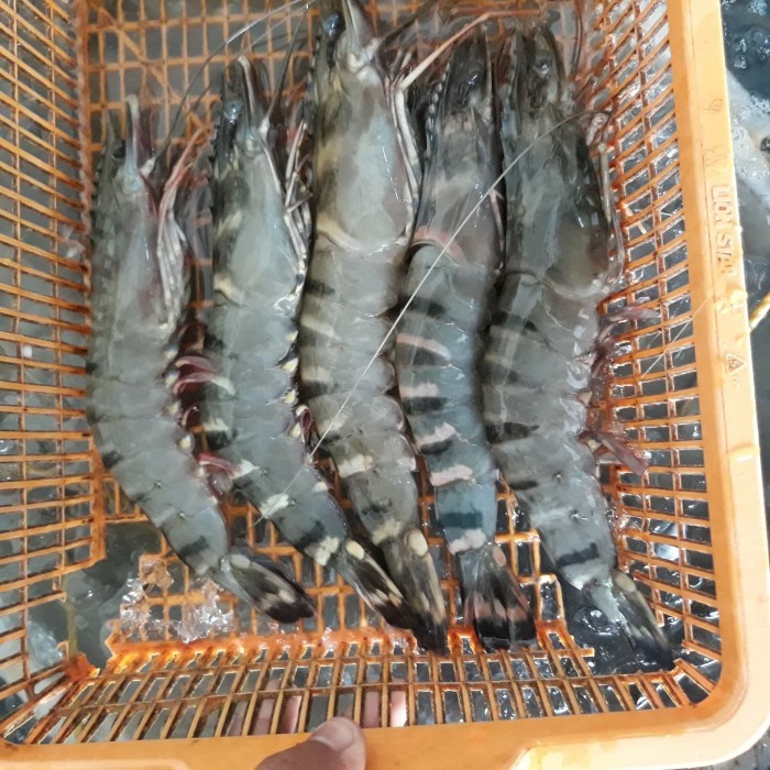 

Udang Pancet Besar Sz. 15-20 Ekor 1 Kg / Udang Windu Murah