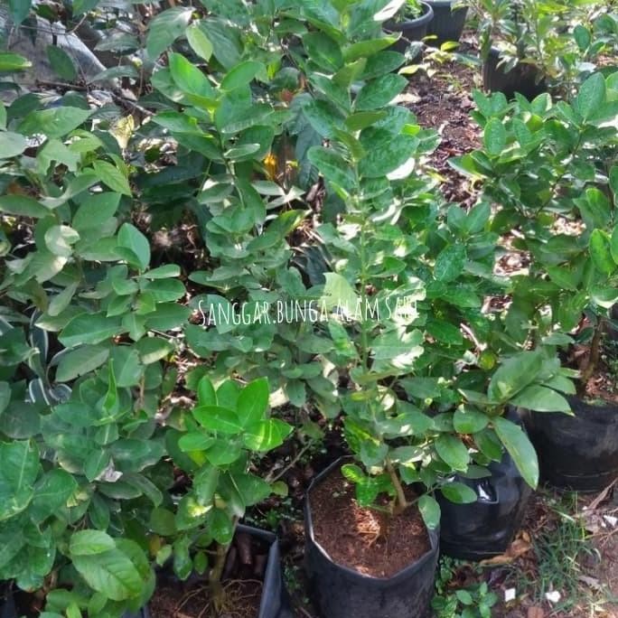 

Tanaman Jeruk Nipis / Bibit buah jeruk nipis MANTEP