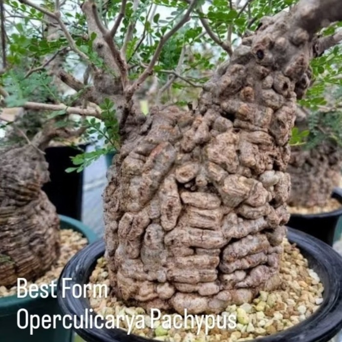 OperculicaryaPachypus Langka Form Bonsai (2) Terbaru