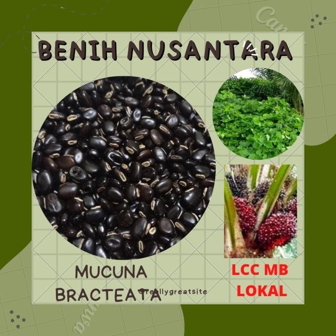 

READY STOCK KACANGAN - LEGUME COVER CROP - MUCUNA BRACTEATA - LCC MB - LOKAL 1 KG !!!!!