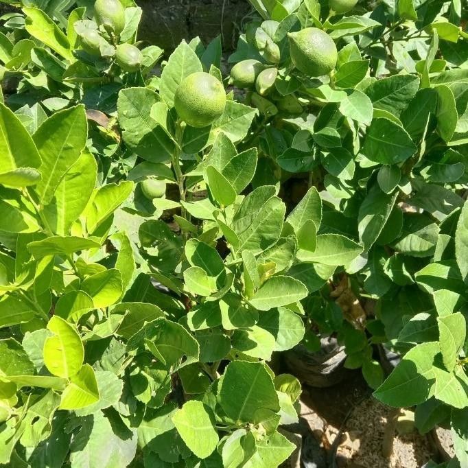 

TERBARU BIBIT TANAMAN JERUK LEMON CALIFORNIA KONDISI (BRBUAH) SEPERTI DI FOTO !!!!!