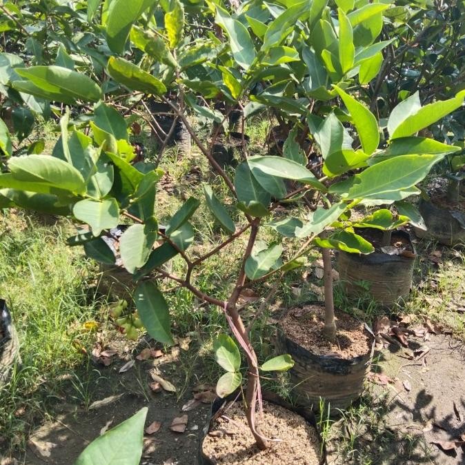 

READY STOCK JAMBU AIR KINGROSE SUDAH BERBUAH . !!!!!