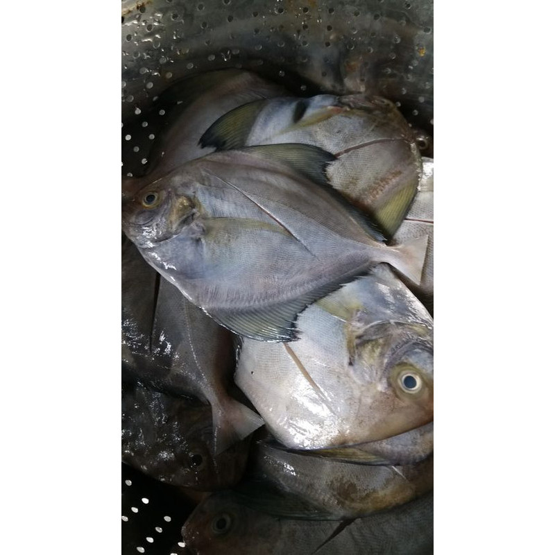 

Ikan bawal putih besar segar ukuran 1 kilogram
