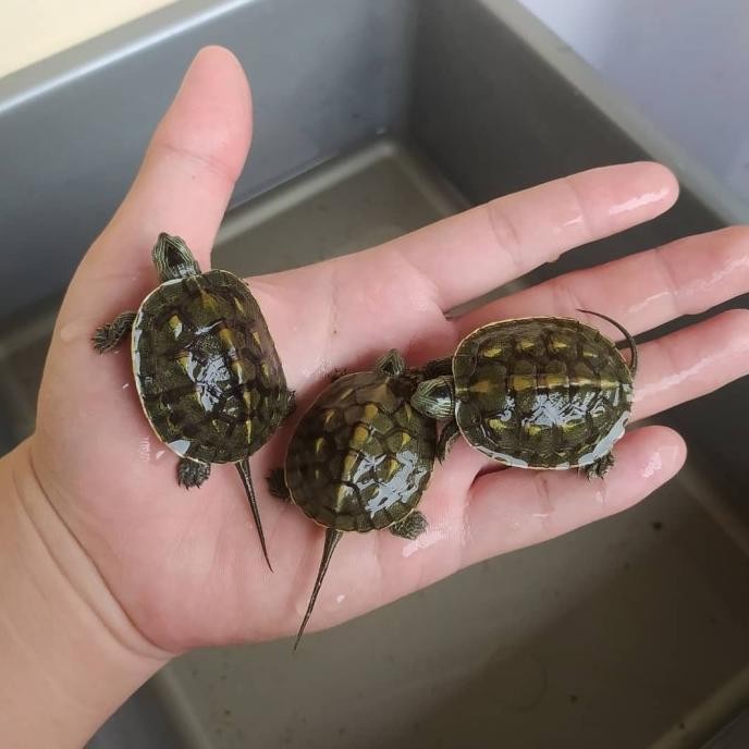 HIASAN AIR - OCADIA KURA