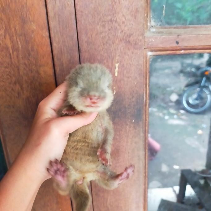 baby otter / berang berang