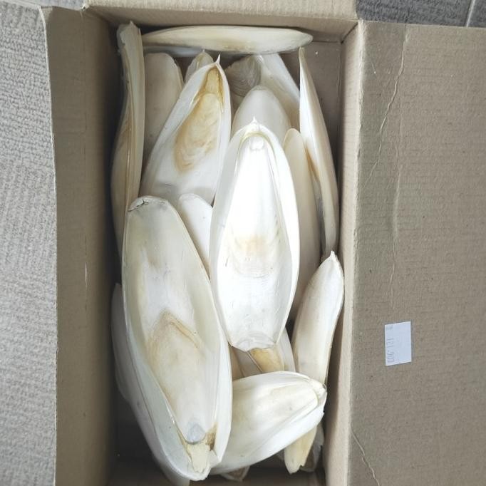 Tulang sotong 15cm Tanggung 1 Kg