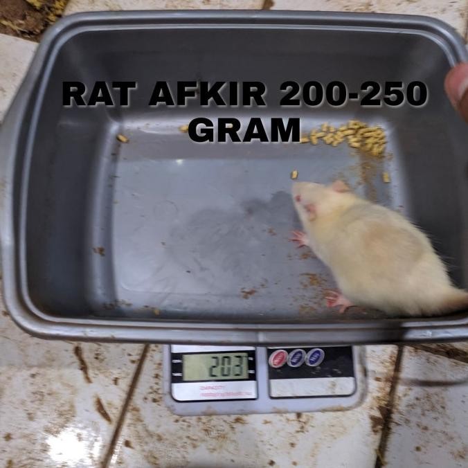 rat afkir tikus putih