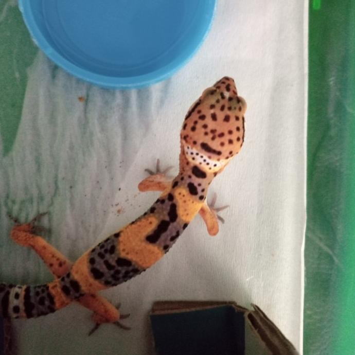 gecko leopard baby