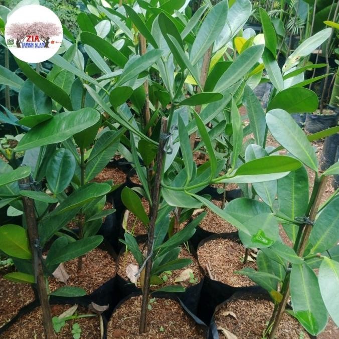 POHON GARCENIA NANGKA TAIWAN TINGGI 50CM 1111T