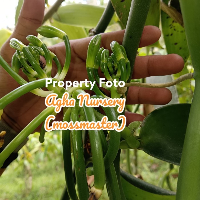 DISKON bibit vanili vania tangkai buah bercabang 2