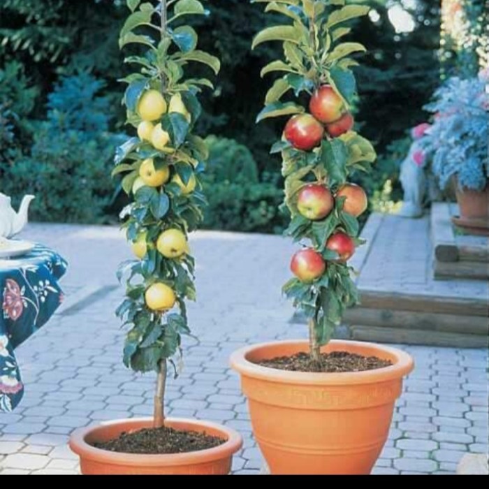 TERPERCAYA paket murah 2 bibit apel merah dan buah pir unggulan