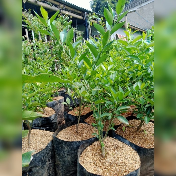 LIMITED EDITION Tanaman jeruk limo, bibit jeruk limo, pohon jeruk limo