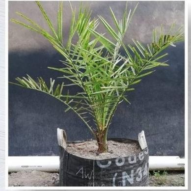 FRES bibit kurma tropis/tanaman kurma ajwa/benih bibit tanaman buah kurma