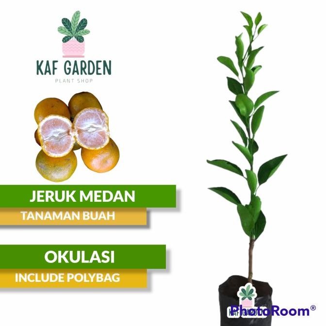 

Bibit Jeruk Medan Tanaman Buah Jeruk Medan Segar MANTEP